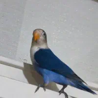 طوطی برزیلی قفس