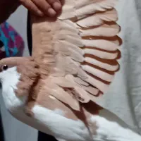 حیوان خانگی|پرنده|مشکیندشت, |دیوار