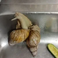 یک جفت حلزون