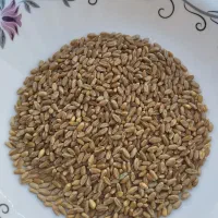 بذر گندم  آمریکایی تناژ بالای 13تن|عمده‌فروشی|اشنویه, |دیوار