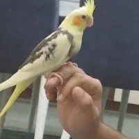 گمشده عروس هلندی محل گمشده پشت پمپ بنزین بللا