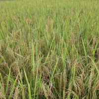 فروش وپخش برنج شمال بدون واسطه|خوردنی و آشامیدنی|اصفهان, کوی امیریه|دیوار