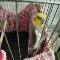 عروس هلندی نر