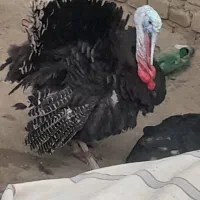 بقلمون نر