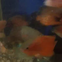 انواع و اقسام ماهی گوشتخوار|ماهی|بندرعباس, |دیوار