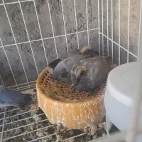 جفت کبوتر پلاکی روی جوجه|پرنده|جیرفت, |دیوار