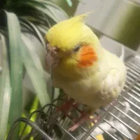 گمشده