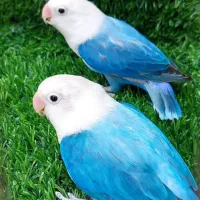 پرورش دهنده کوتوله وفیشر،خدادوست لار|پرنده|بندرعباس, |دیوار