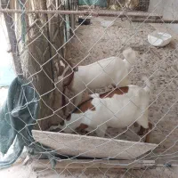 سلام کهره نر سومال