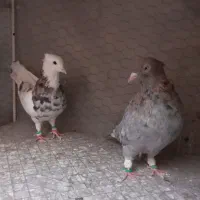 کبوتر صید نر دو عدد