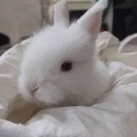 خرگوشدوماهه