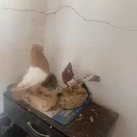 5جفت کفتر قلدور هوای با ۲تا نر تک