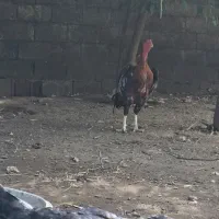 خروس لاری قلم سبز|حیوانات مزرعه|رشت, کوی مهر|دیوار