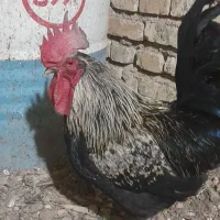 فروش خروس ومرغابی