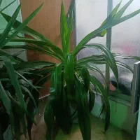 گل موزی بزرگ|گل و گیاه طبیعی|کرمان, |دیوار