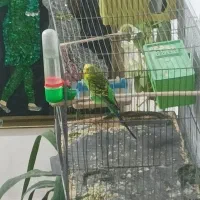 مرغ عشق با قفس