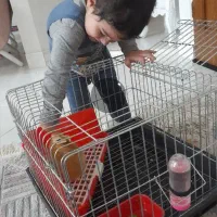 قفس