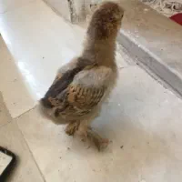 جوجه برهما