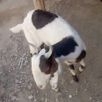 گتاج سه قلو زا|حیوانات مزرعه|ایرانشهر, |دیوار