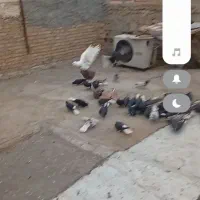 سری دم سفید درجه یک|پرنده|حمیدیه, |دیوار