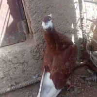 گلی پلنگ