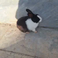 خرگوش|موش و خرگوش|رستم, |دیوار