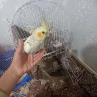 عروس هلندی دستی|پرنده|کرمان, |دیوار