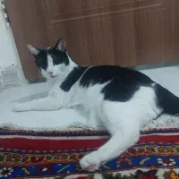 واگذاری رایگان گربه