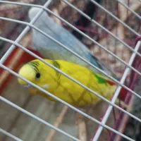 یک جفت نر و ماده مرغ عشق|پرنده|آبادان, |دیوار