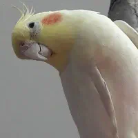 عروس هلندی نر جوان