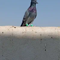 کفتر پرشی 5عدد