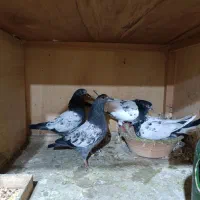 ۱۶ تا جوجه پاکستانی|پرنده|رشت, تازه آباد|دیوار