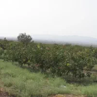 سه-قطعه-باغ-پسته