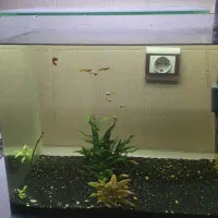 آکواریم شیشه خم بهمراه تمامی وسایل با ماهی