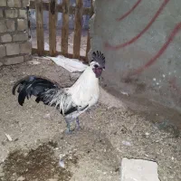 خروس ایام سمانی دورگه خروس لهستانی