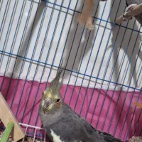 حیوانات خانگی عروس هلندی|پرنده|پایین هولار, |دیوار