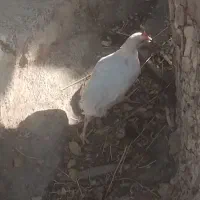 مرغ و خروس