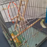 عروس هلندی|پرنده|مریوان, |دیوار