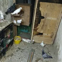 کفتر یا کبوتر مسافتی