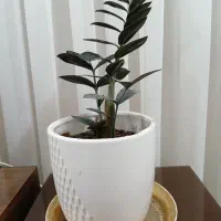 گل زانفولیای بلک