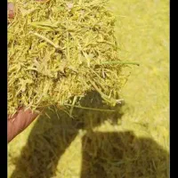 کاه عدس.توضیحات رو بخون