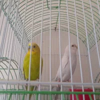 مرغ عشق|پرنده|تایباد, |دیوار
