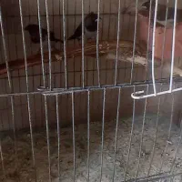 فنج بنگالی|پرنده|تبریز, |دیوار