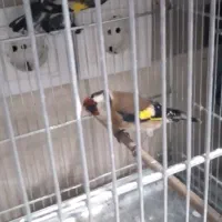 ماده سهره دورگ فیروز کوه همه قواره دار یک ماه قفس|پرنده|تهران, دردشت|دیوار