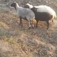 دوعدد میش بابره|حیوانات مزرعه|کاشان, لتحر|دیوار