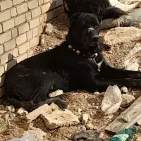 سگ سرابی اصل