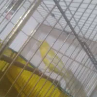 قناری نر سوپر