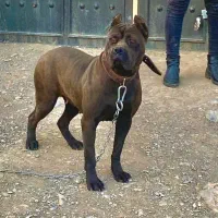 کنکورسو ایتالیایی گرید a