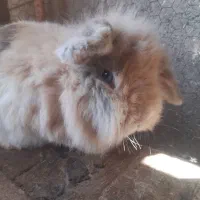 خرگوش لپ عروسکی