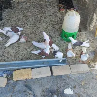 کبوتر|پرنده|دره شهر, |دیوار